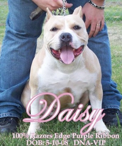 daisy1.jpg